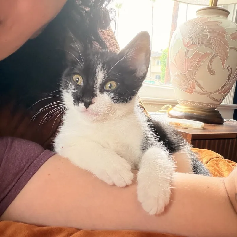 A baby small-sized male Black Domestic Short Hair cat named Ash for adoption in Pacific Palisades, CA
