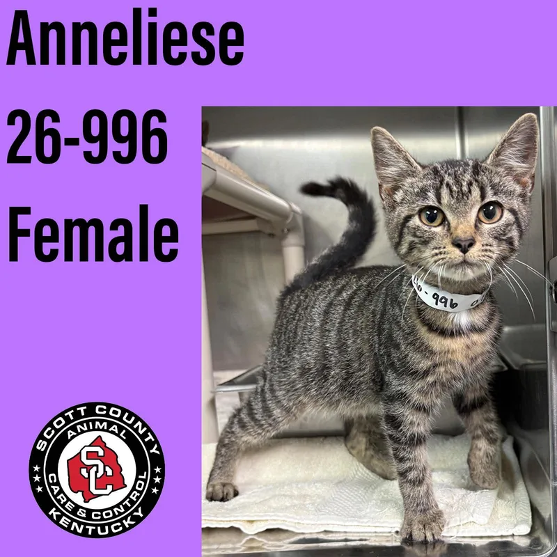 A baby small-sized female Domestic Short Hair cat named Anneliese for adoption in Georgetown, KY