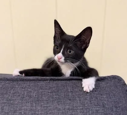A baby small-sized female Domestic Short Hair cat named Poppy for adoption in Honolulu, HI