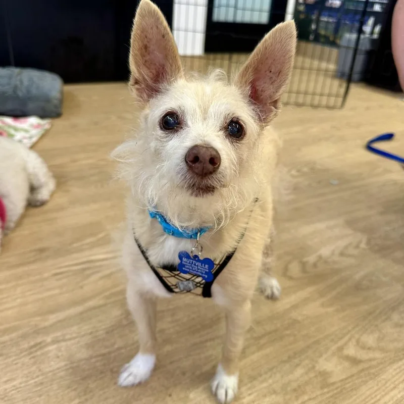 A senior small-sized male Yellow / Tan / Blond / Fawn Terrier dog named Flip Flops for adoption in San Francisco, CA