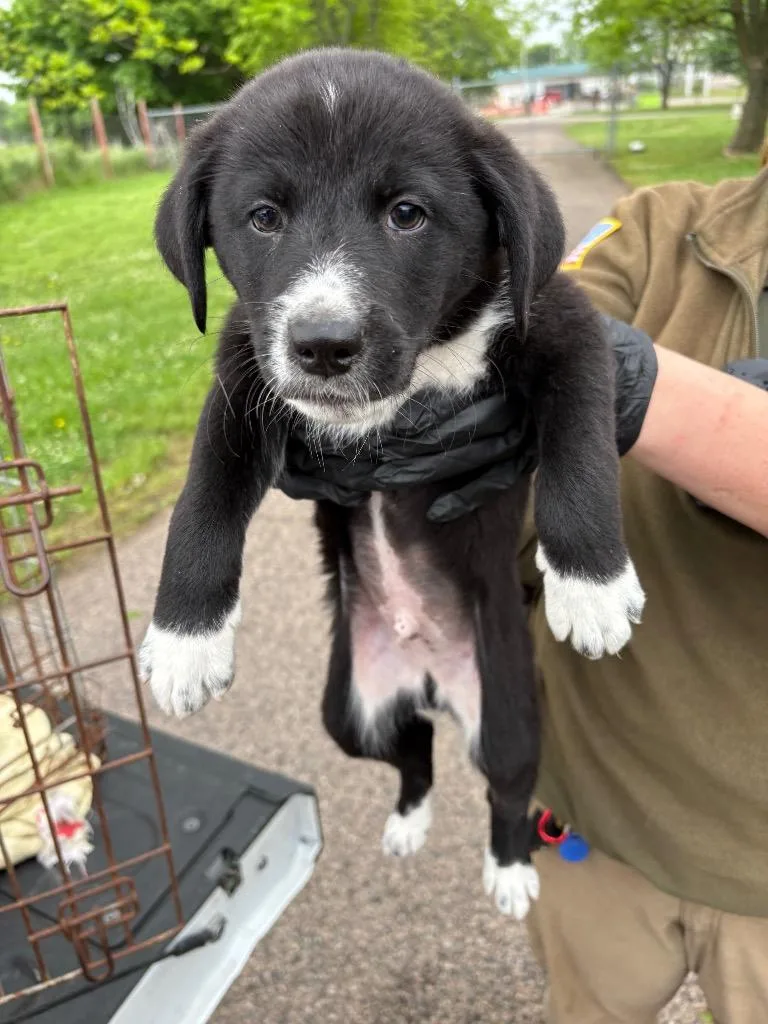A baby medium-sized male Collie dog named Ollie for adoption in Ada, OK