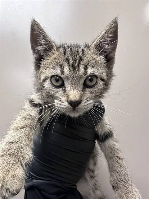 A baby small-sized female Domestic Short Hair cat named Abby for adoption in Ontario, CA
