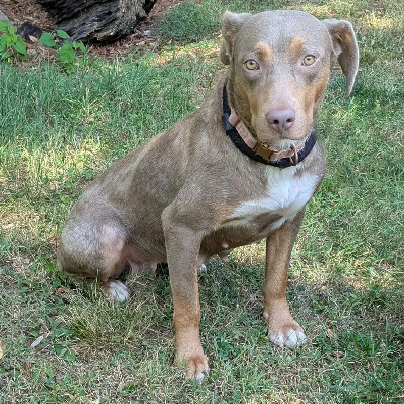 An adult medium-sized female Gray / Blue / Silver Labrador Retriever dog named Stormy for adoption in Charlottesville, VA