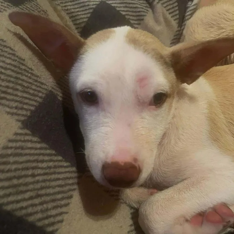 A baby small-sized female White / Cream Mixed Breed dog named Paela for adoption in Valley, AL