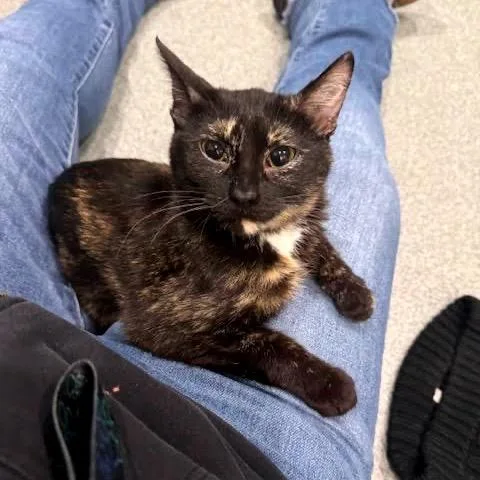 Lelani C thumbnail 2