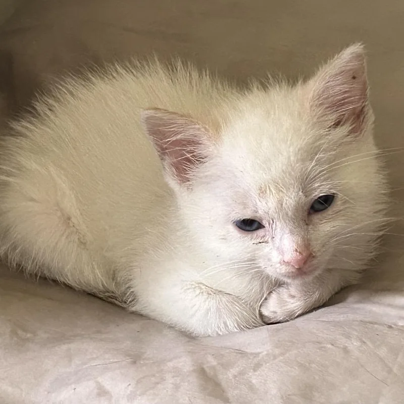 A baby small-sized female Flame Point Siamese cat named Cynder for adoption in mount vernon, AR