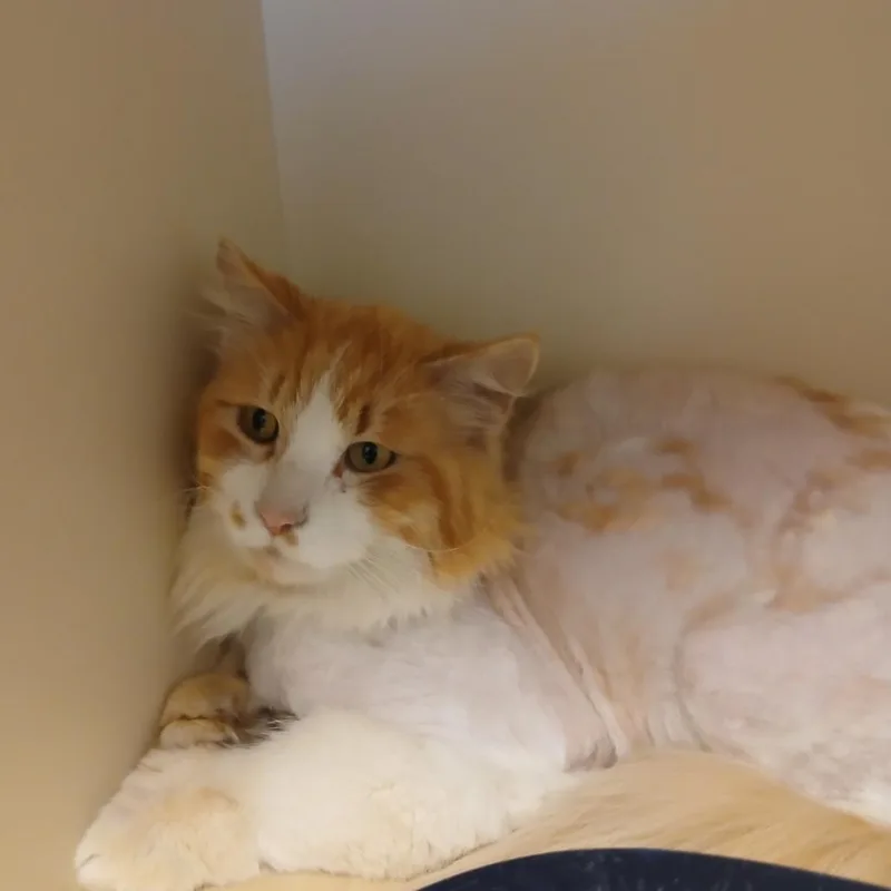 An adult small-sized male Orange / Red Domestic Short Hair cat named Oscar for adoption in Cody, WY