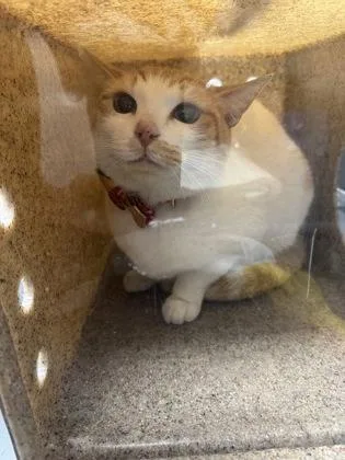 An adult medium-sized female Domestic Short Hair cat named Sunee for adoption in Missoula, MT