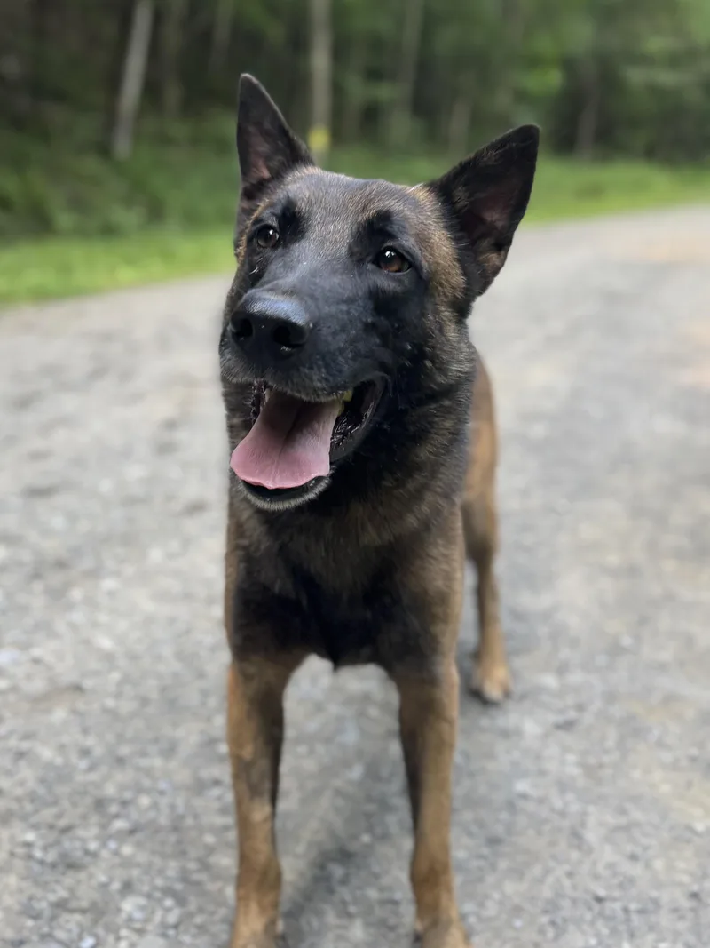 An adult medium-sized male Bicolor Belgian Shepherd / Malinois dog named Rasmus for adoption in Milford, NY