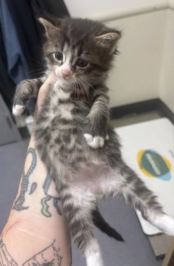 Bean