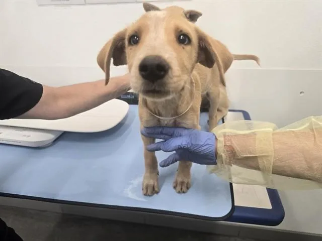 A baby large-sized male Husky dog named Asher for adoption in Mesa, AZ