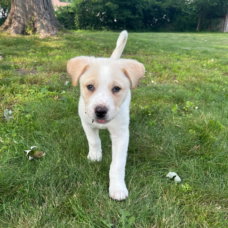 A baby large-sized male Great Pyrenees dog named Rainier for adoption in Midland, MI