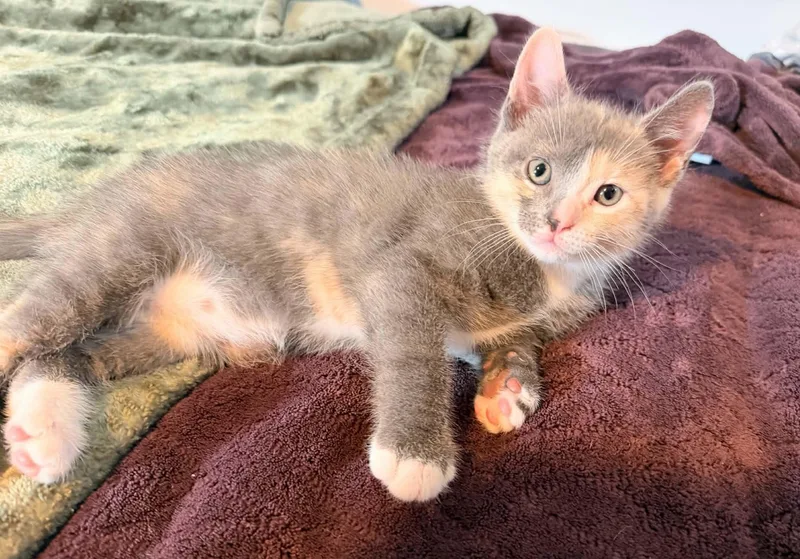 A baby medium-sized female Dilute Calico Domestic Short Hair cat named Molly for adoption in Breinigsville, PA
