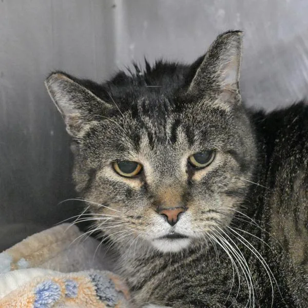 A senior small-sized male Domestic Short Hair cat named Knucks for adoption in Austin, TX