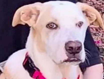 Ezzy  Snow thumbnail 4