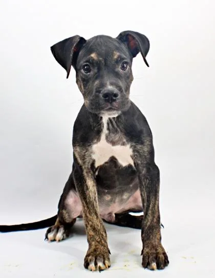 A baby medium-sized male Boxer dog named Brew for adoption in Morton Grove, IL
