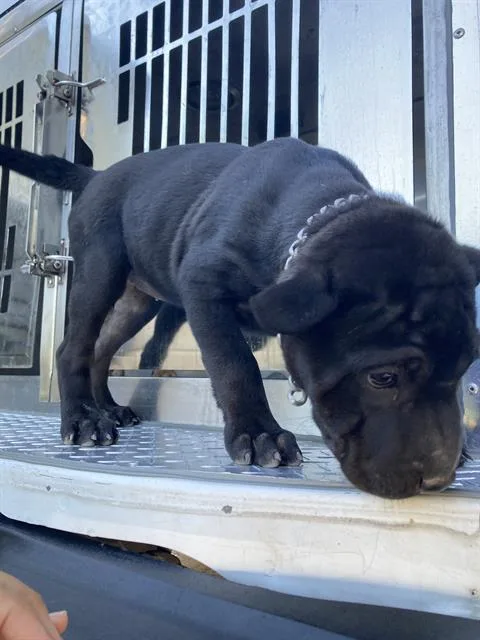 A baby large-sized female Mixed Breed dog named Winter for adoption in Dallas, TX