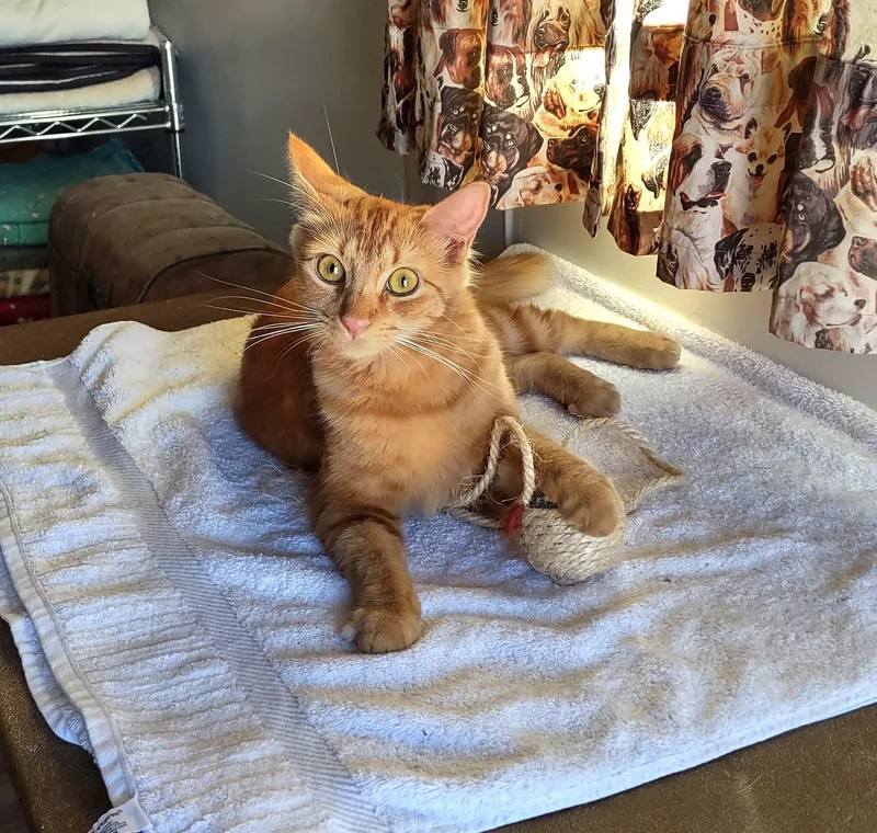 A young medium-sized female Orange / Red Domestic Long Hair cat named Cascade for adoption in Golden Valley, AZ