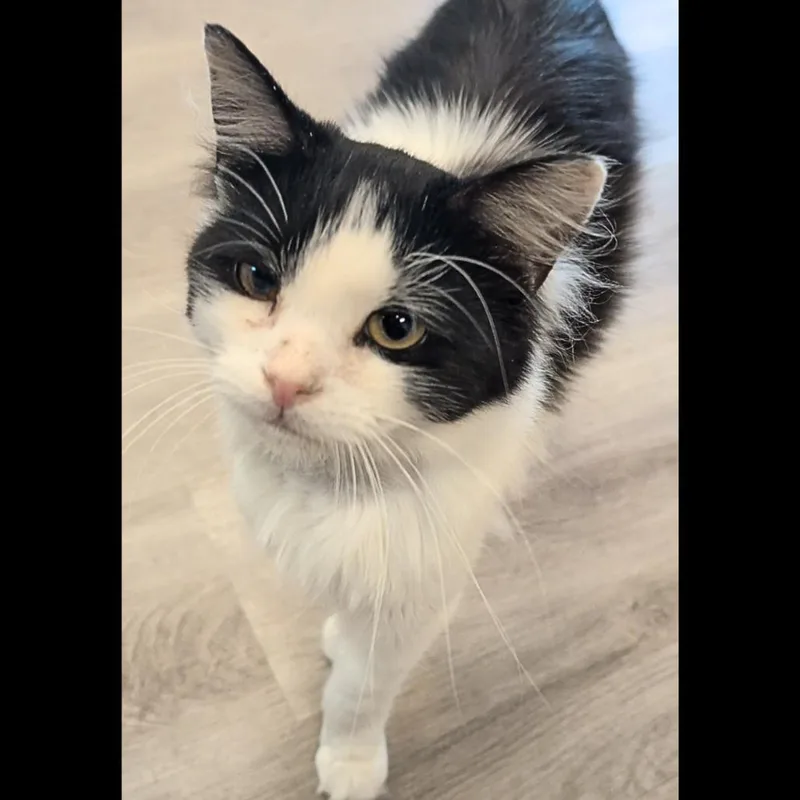 A young medium-sized male White Domestic Medium Hair cat named Stewey for adoption in Pleasant Hill, CA