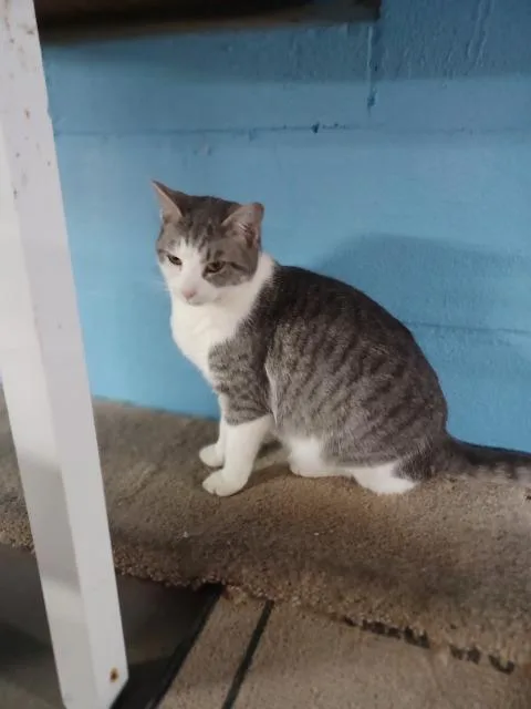 An adult large-sized female Domestic Short Hair cat named Ruth for adoption in Blountville, TN