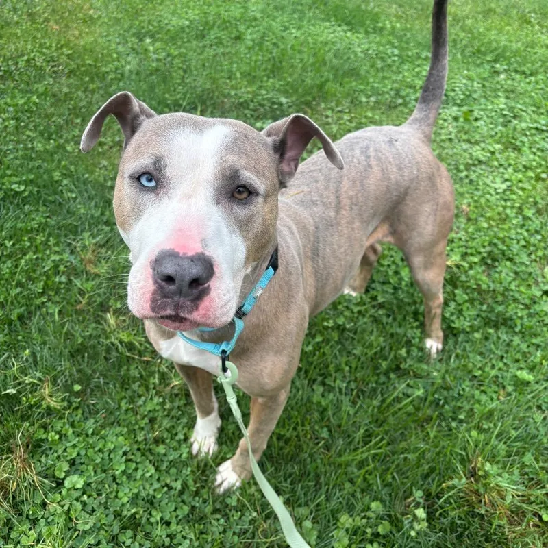 An adult medium-sized female Pit Bull Terrier dog named Harley for adoption in Novelty, OH