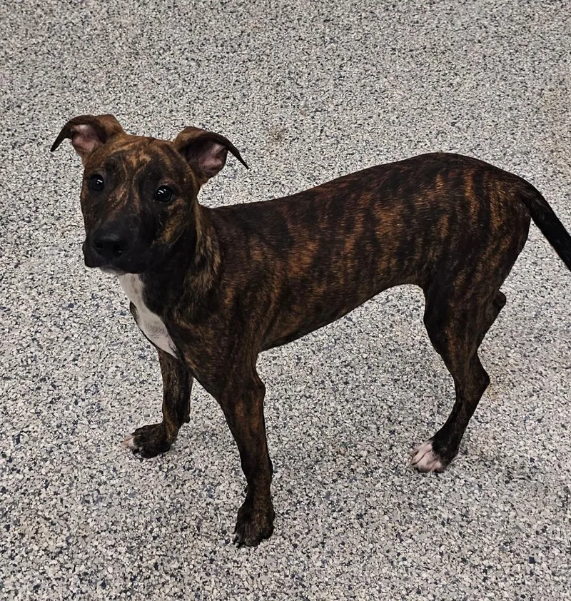 A baby small-sized male Terrier dog named Tanjiro for adoption in Athens, TN