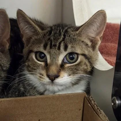 A baby small-sized male Domestic Short Hair cat named Dusty for adoption in Voorhees, NJ