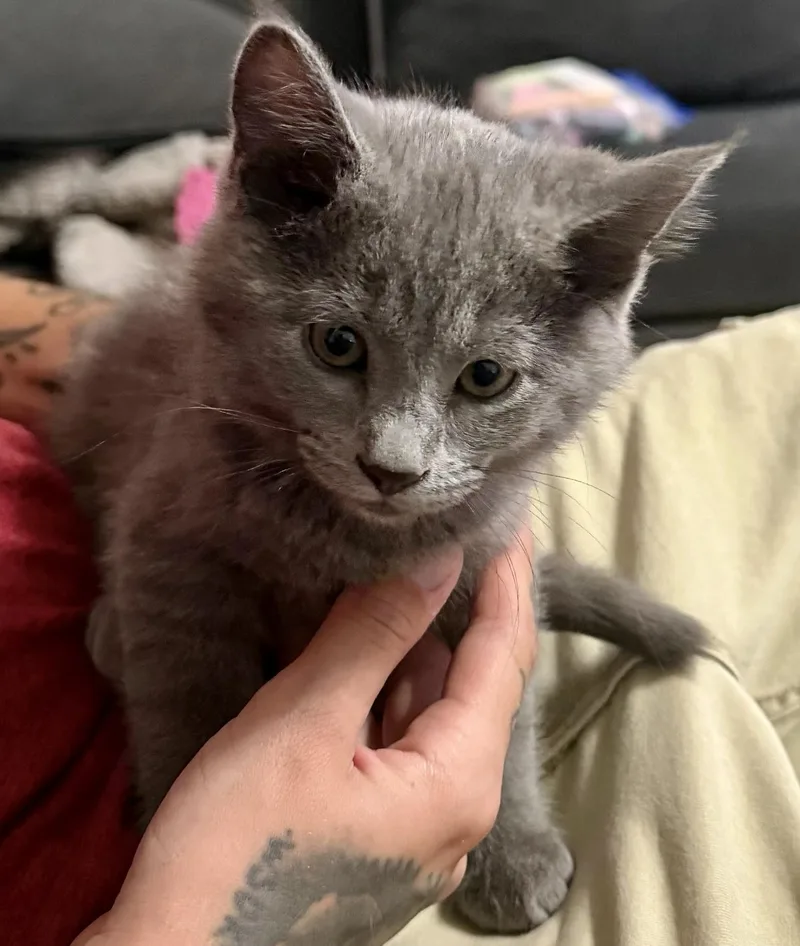 A baby medium-sized male Gray / Blue / Silver Domestic Short Hair cat named Gandalf for adoption in Pocatello, ID