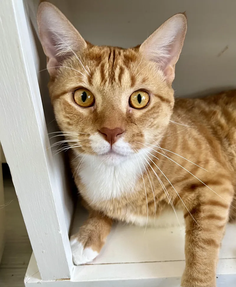 A young large-sized male Tabby (Orange / Red) Domestic Short Hair cat named Bolt for adoption in Rocky Hill, CT