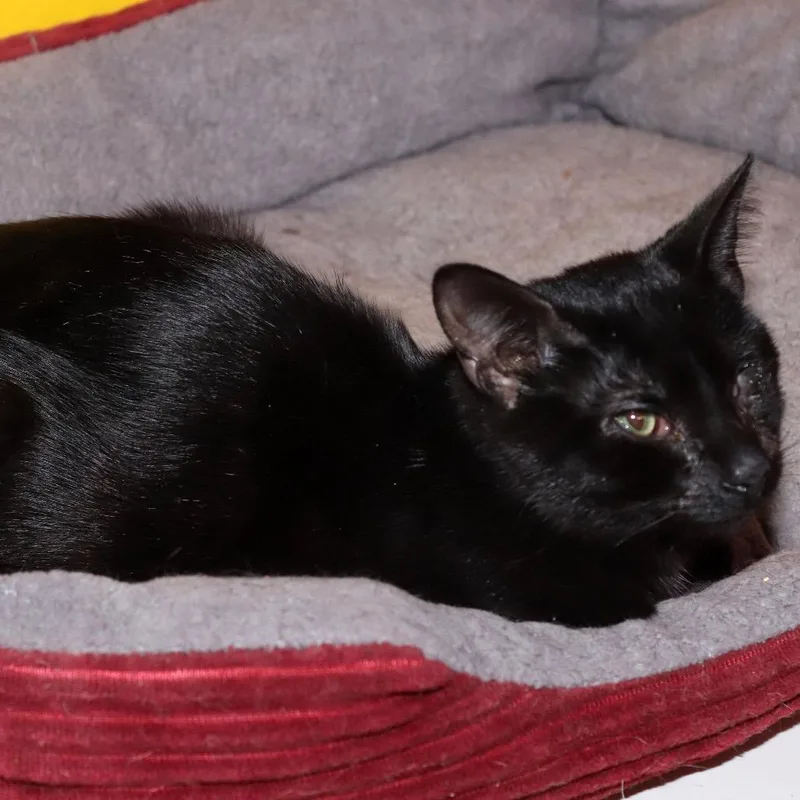 Coraline thumbnail 2