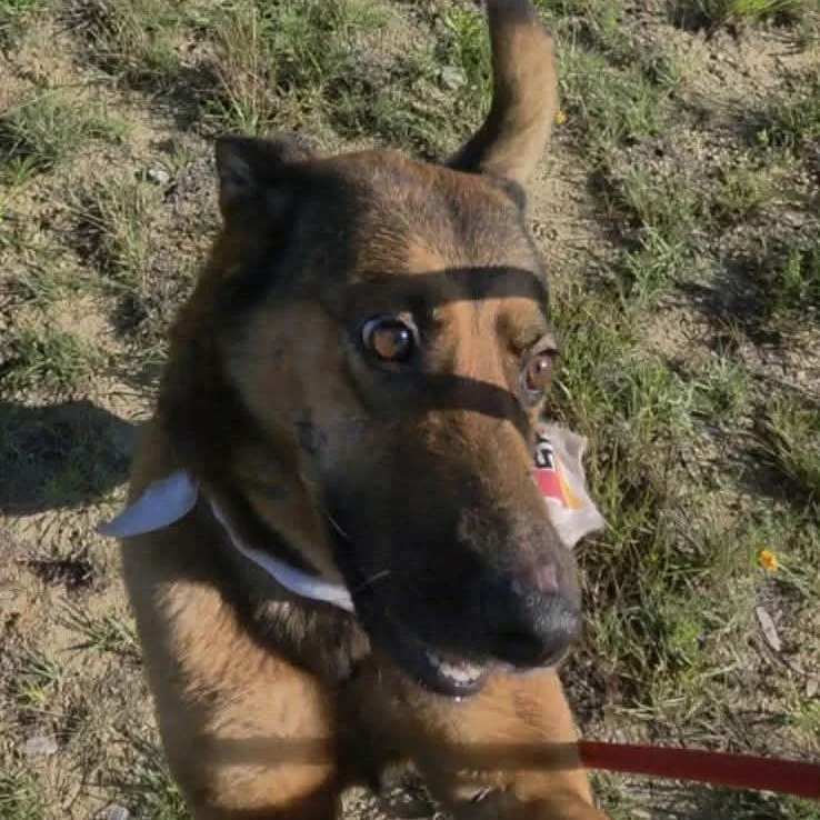 A young medium-sized female Bicolor German Shepherd Dog dog named Anne for adoption in Williston, VT