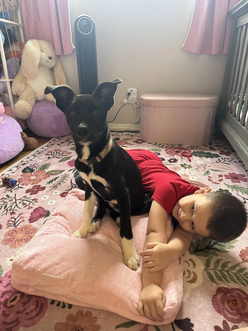 A young large-sized female Mixed Breed dog named Bailey for adoption in Fenton, MO