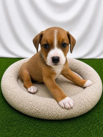 A baby small-sized female Yellow / Tan / Blond / Fawn Mixed Breed dog named Nexxus for adoption in Covington, LA