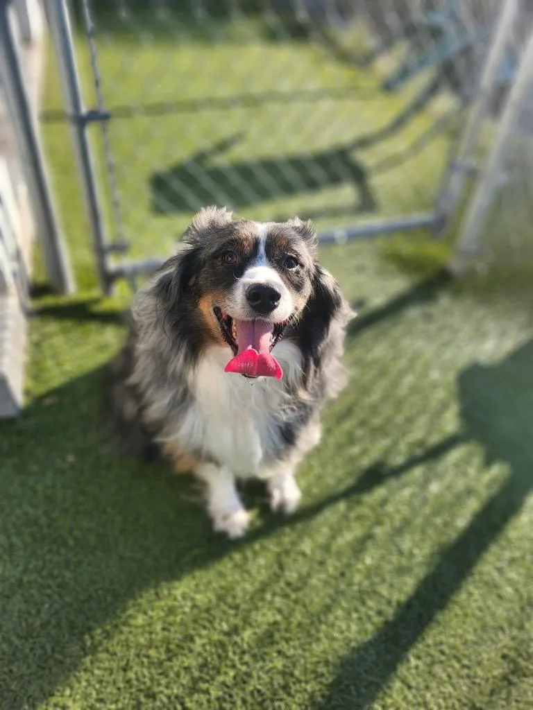 An adult medium-sized male Australian Shepherd dog named Blue for adoption in Fall River, MA