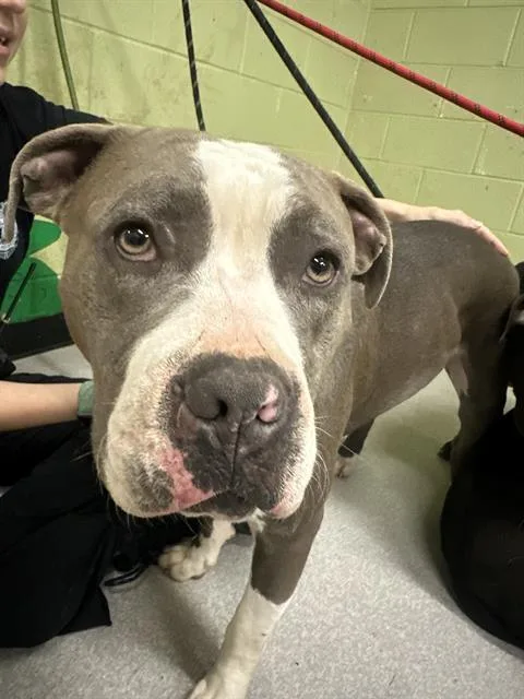 A young medium-sized male Pit Bull Terrier dog named Ross for adoption in Indianapolis, IN