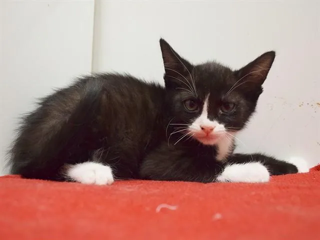 A baby small-sized female Domestic Short Hair cat named Mei for adoption in Sacramento, CA