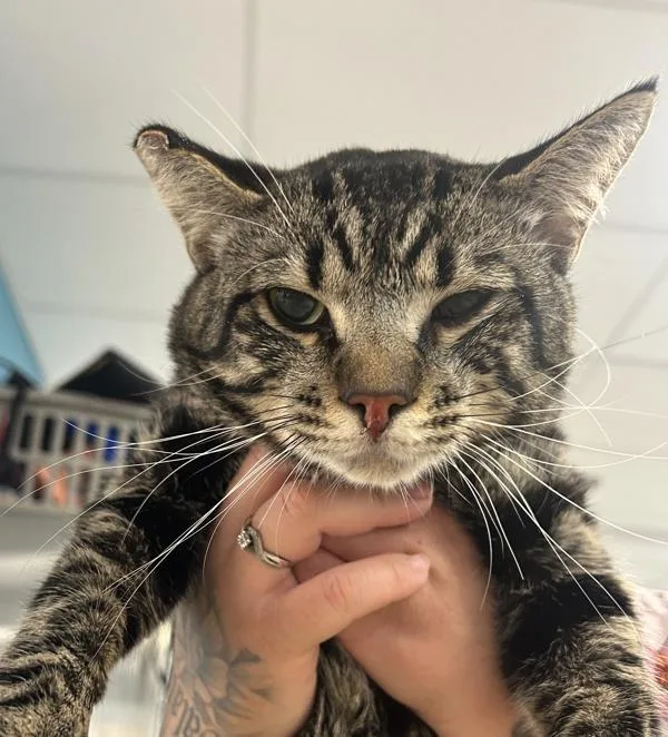 An adult medium-sized male Domestic Short Hair cat named Steven for adoption in Oceanside, CA