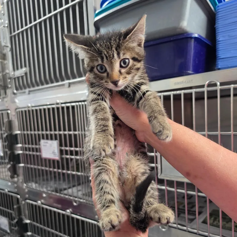A baby small-sized male Brown / Chocolate Domestic Short Hair cat named Scallion for adoption in Melrose, FL