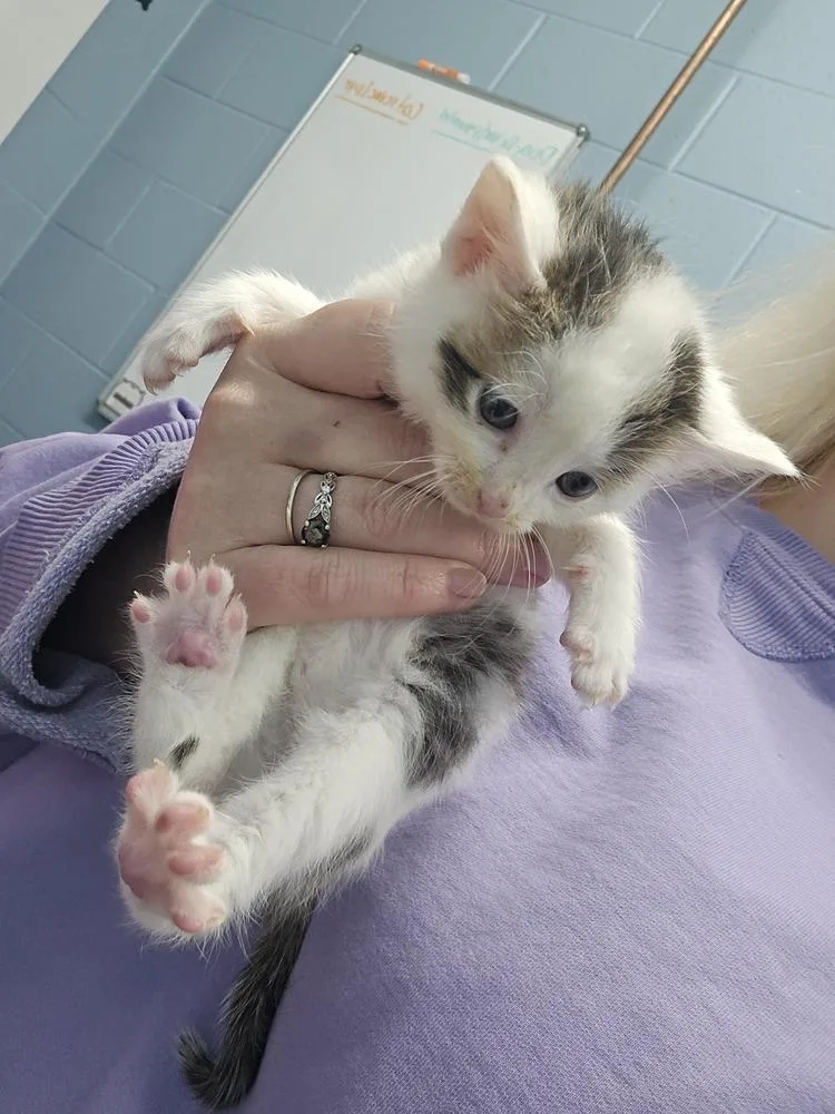 A baby small-sized male Black & White / Tuxedo Domestic Short Hair cat named Stegosaurus for adoption in Evansville, IN