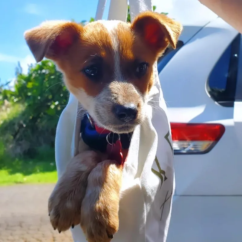 Ollie