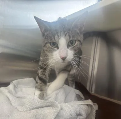 An adult medium-sized male Domestic Short Hair cat named Mr. Amazing for adoption in Westland, MI