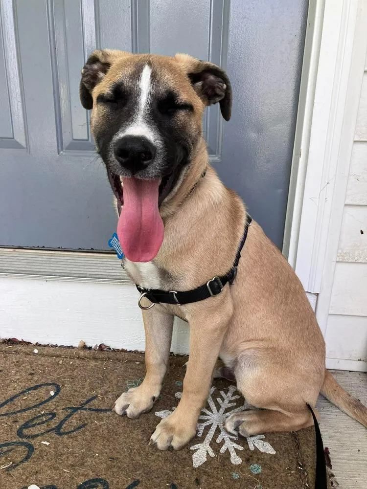 A baby large-sized male Mixed Breed dog named Basil for adoption in New Albany, OH