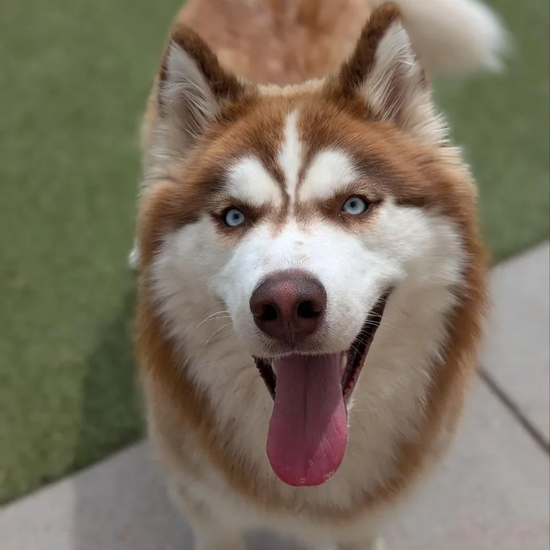 Wuba