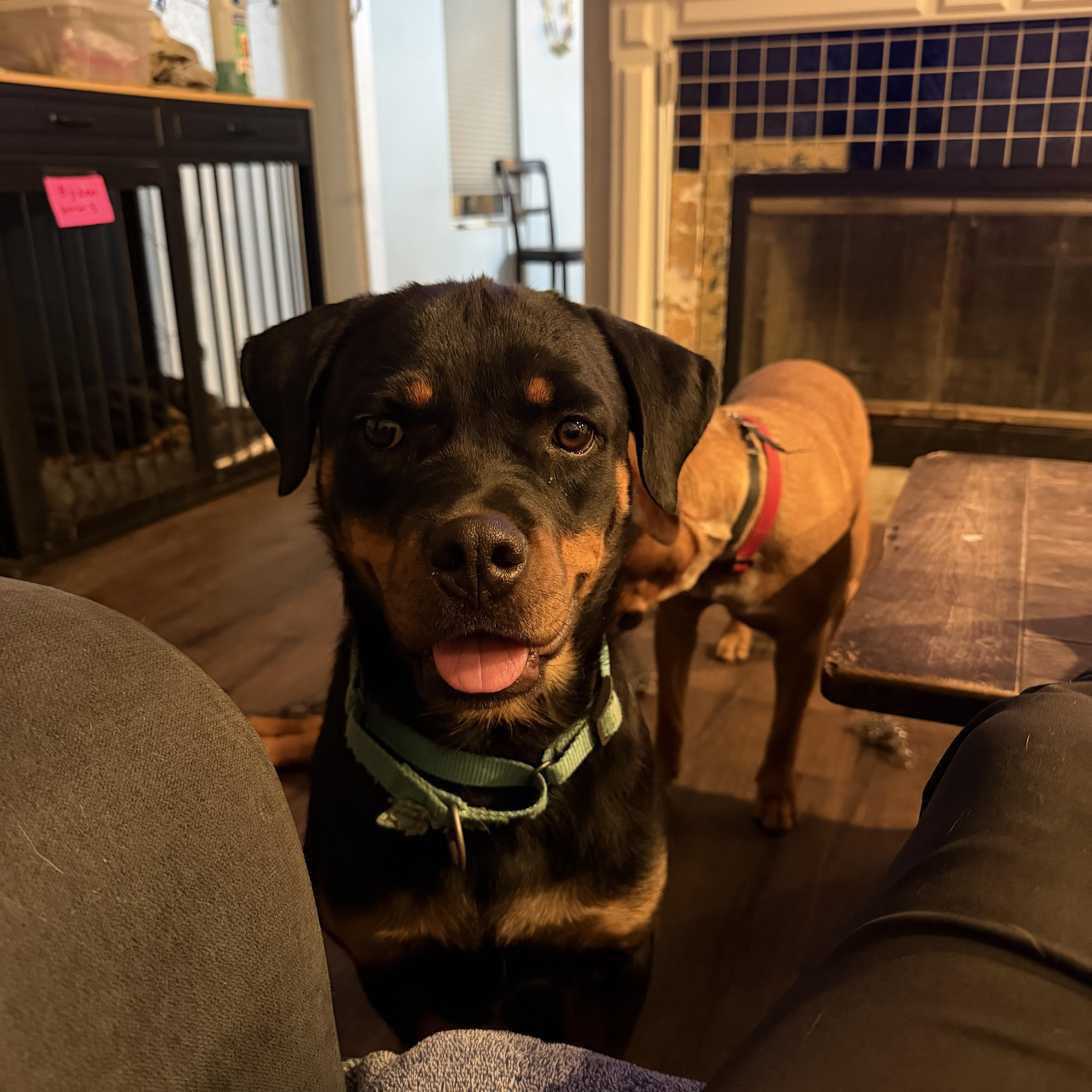 A baby medium-sized female Rottweiler dog named April for adoption in Ramona, CA