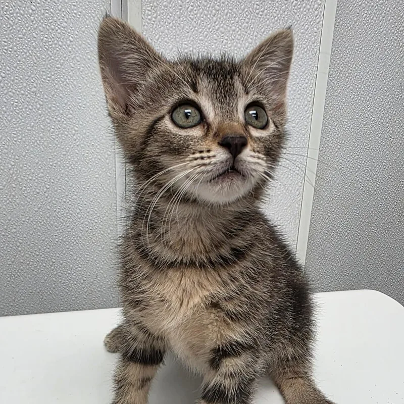 A baby small-sized female Brown / Chocolate Domestic Short Hair cat named Linda for adoption in Abilene, TX
