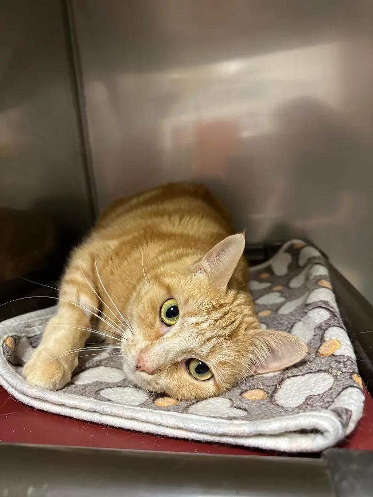 An adult medium-sized female Domestic Short Hair cat named Lola for adoption in Newberg, OR