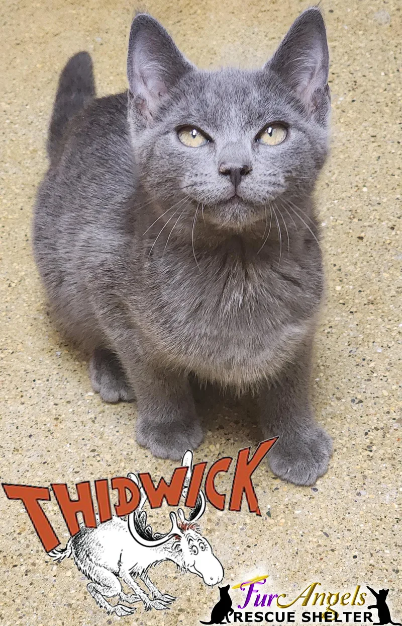 Thidwick