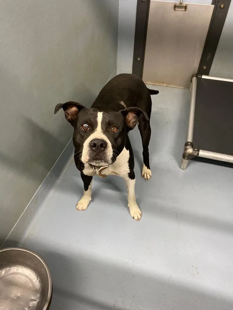 An adult large-sized male Mixed Breed dog named Beef Wellington for adoption in Cartersville , GA