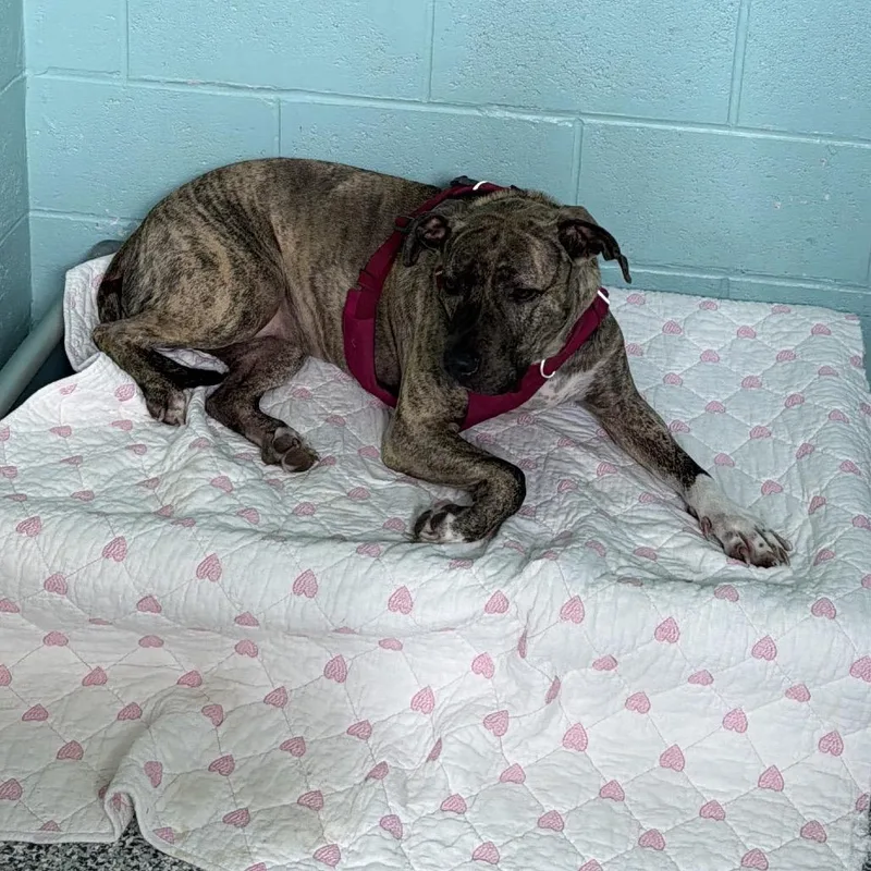 An adult medium-sized female Brindle Mixed Breed dog named Boo for adoption in Port Charlotte, FL