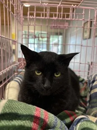 An adult large-sized male Domestic Short Hair cat named Black Ice for adoption in Cincinnati, OH